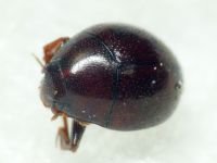 Abraeus