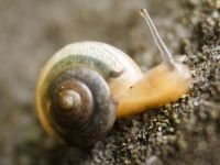 Mollusca
