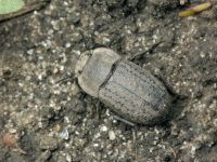 Opatrum sabulosum