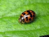 Oenopia conglobata