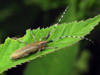 Agapanthia villosoviridescens