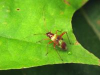 Closterotomus fulvomaculatus