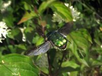 Cetonia aurata