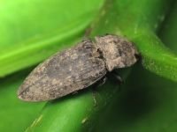 Agrypnus murinus