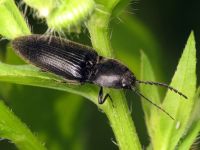 Hemicrepidius niger