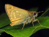 Ochlodes sylvanus