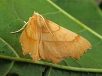 Ennomos quercinaria