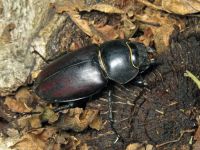 Lucanus cervus