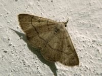 Paracolax tristalis