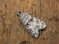 Scoparia