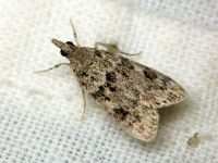 Scoparia