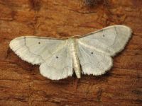 Idaea politaria