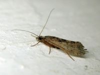 Trichoptera
