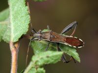 Camptopus lateralis