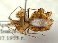 Phyllomorpha laciniata