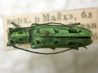 Eutetrapha metallescens