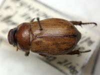 Adoretus nigrifrons