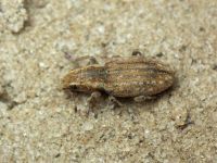 Sitona lepidus