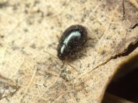 Hermaeophaga mercurialis