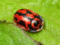 Pilemostoma fastuosa