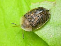 Cassida (Cassida) nebulosa