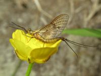 Ephemeroptera
