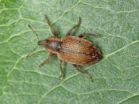 Hypera (Hypera) nigrirostris