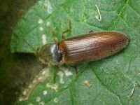Athous subfuscus