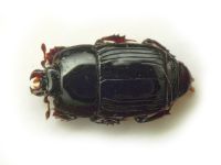 Platysoma compressum