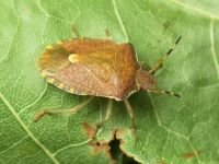 Peribalus strictus vernalis