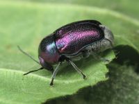 Cryptocephalus (Cryptocephalus) sericeus