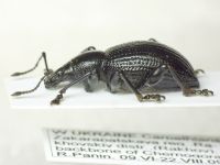 Otiorhynchus morio