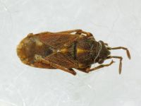 Lygaeosoma anatolicum