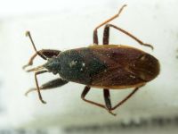 Eremocoris plebejus