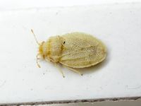 Parapiesma atriplicis
