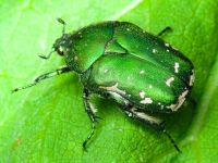 Protaetia ungarica