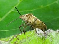 Chlorochroa pinicola