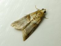 Acrobasis repandana