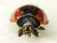 Adalia bipunctata