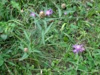 Centaurea