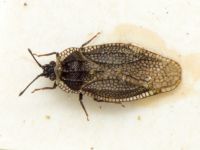 Acalypta marginata