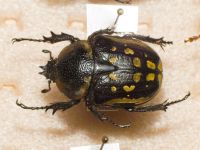 Scarabaeidae