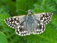 Pyrgus malvae