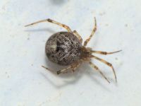 Cryptachaea acoreensis