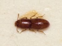 Aglenus brunneus