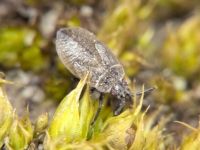 Acalypta