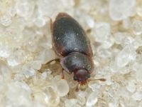 Epuraea neglecta