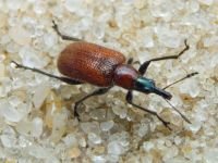 Lasiorhynchites (Stenorhynchites) coeruleocephalus