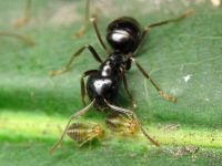 Lasius fuliginosus