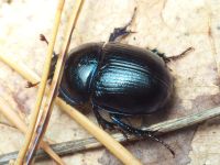 Anoplotrupes stercorosus